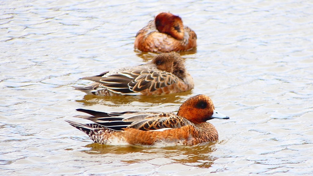 P2340146：ヒドリガモ