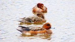 P2340146：ヒドリガモ