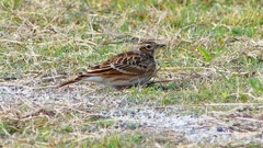 P2350679：ヒバリ