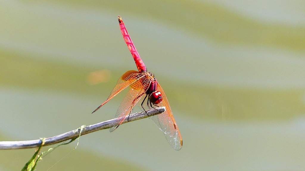 P2300768：ベニトンボ（オス）