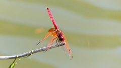 P2300768：ベニトンボ（オス）