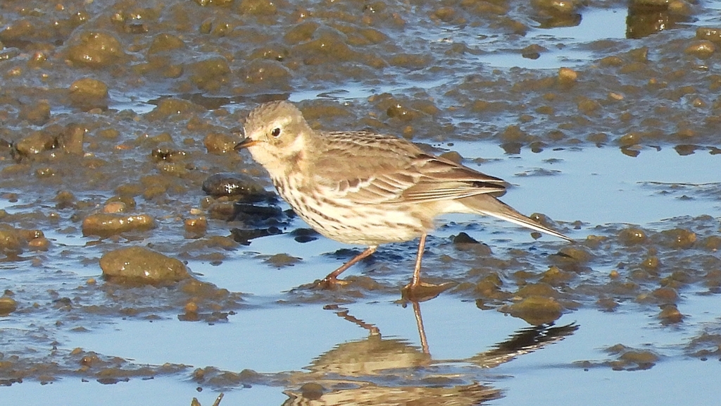 DSCN6451：タヒバリ