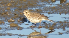 DSCN6451：タヒバリ