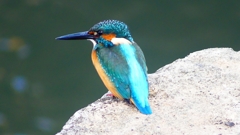 P2410072：カワセミ（オス）