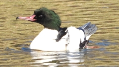 DSCN1825：カワアイサ（オス）