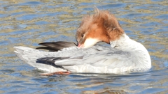 DSCN1637：カワアイサ（メス）