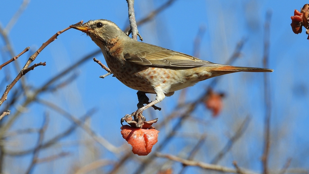 DSCN8867：ハチジョウツグミ
