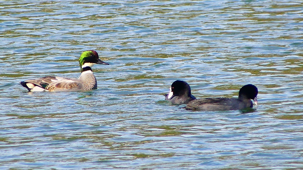 P2360441：ヨシガモ、オオバン