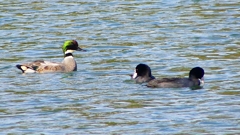 P2360441：ヨシガモ、オオバン