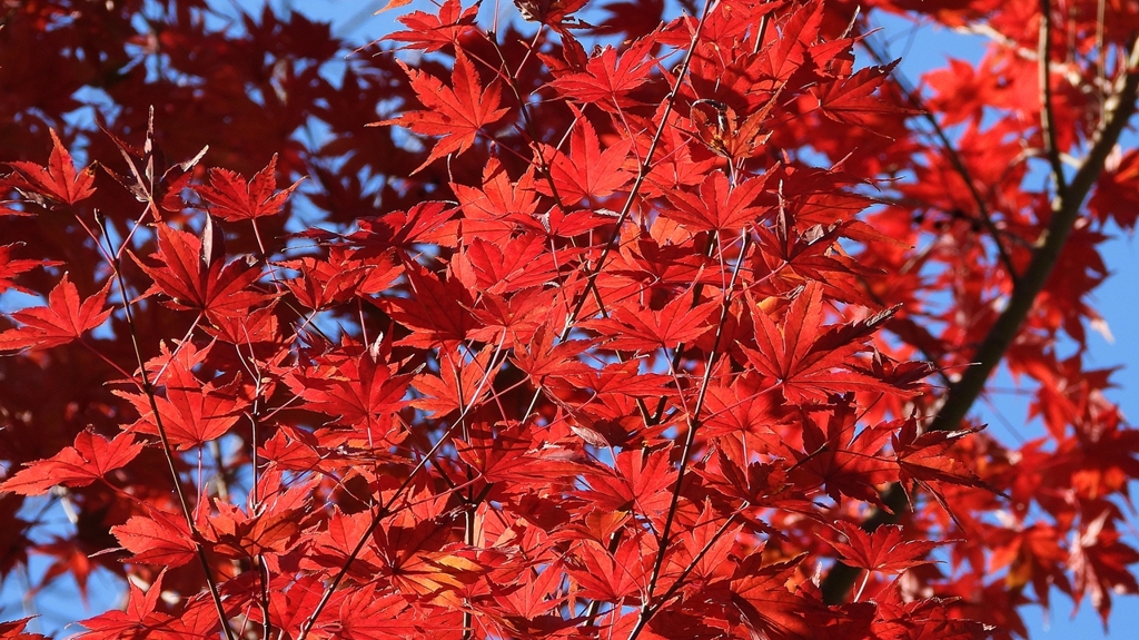 DSCN1301：紅葉