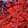 DSCN1301：紅葉