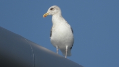 DSCN4391：セグロカモメ