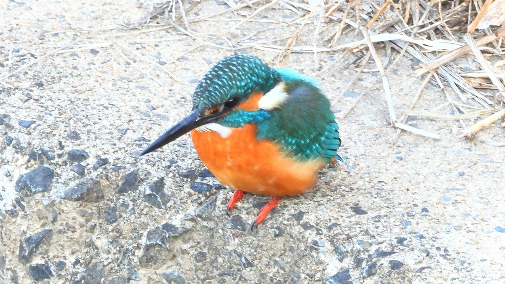 DSCN6383：カワセミ（オス）