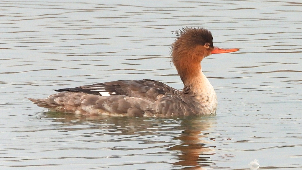 DSCN7216：ウミアイサ