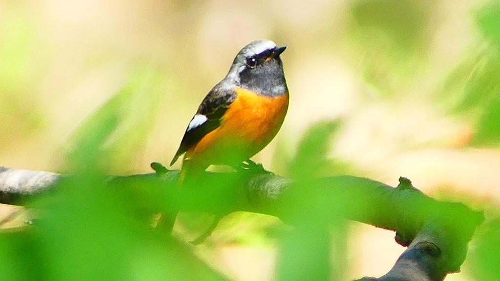 P2300010：ジョウビタキ（オス）