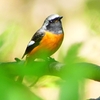 P2300010：ジョウビタキ（オス）
