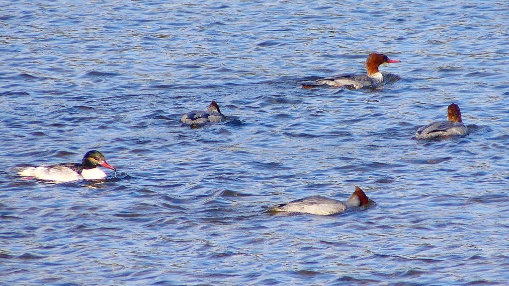 P2390129カワアイサ