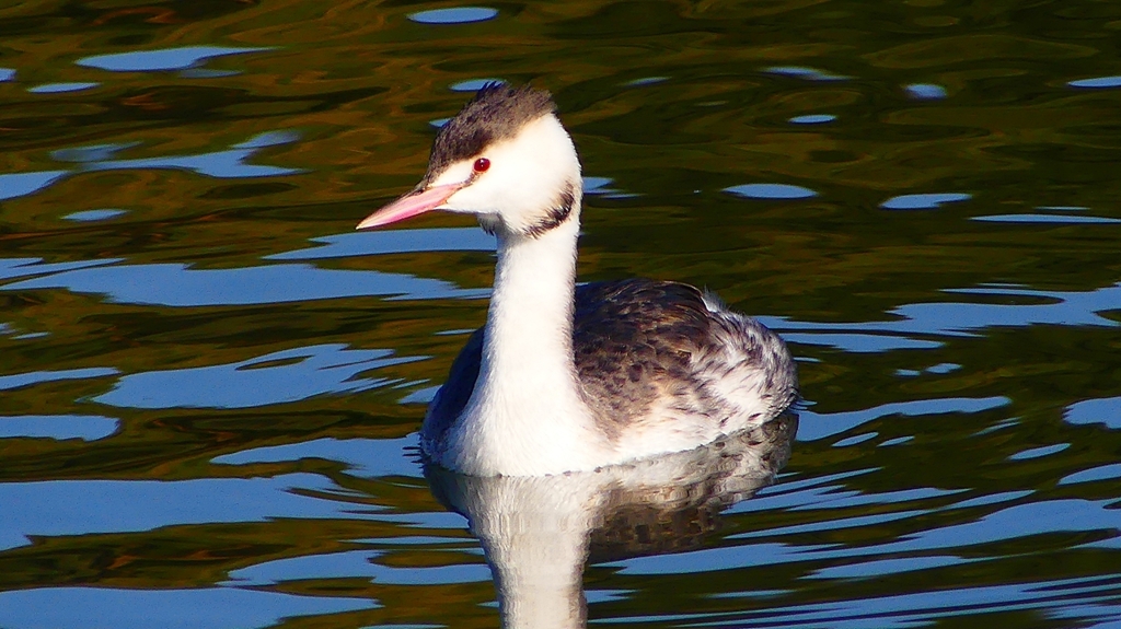 P2360139：カンムリカイツブリ