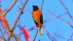 P2360223：ジョウビタキ（オス）