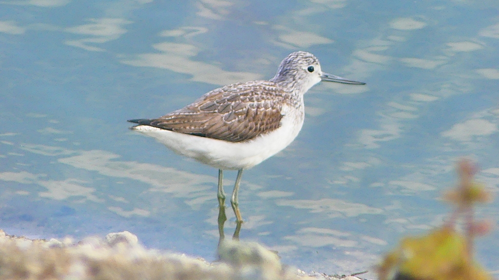 P2400686：アオアシシギ