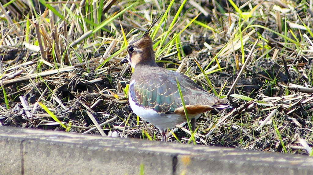 P2340646：タゲリ