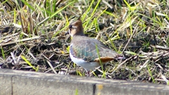 P2340646：タゲリ