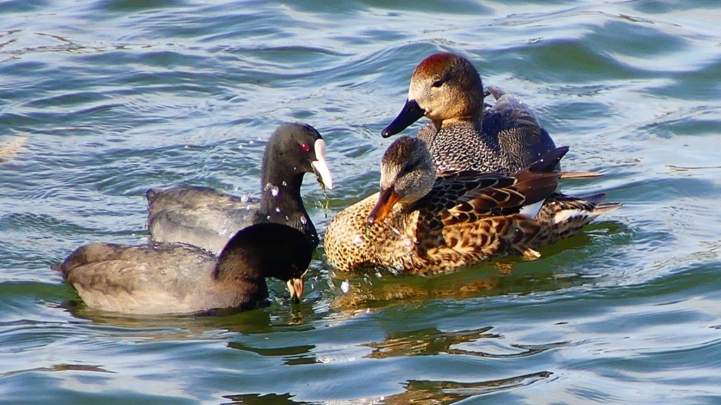 P2410518：オカヨシガモ、オオバン