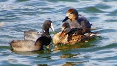 P2410518：オカヨシガモ、オオバン