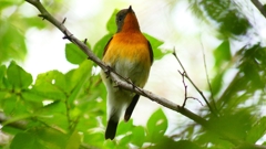 P2320340：ムギマキ（オス若鳥）