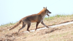 DSCN6755：キツネ