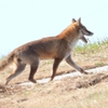 DSCN6755：キツネ