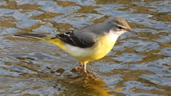 DSCN3573：キセキレイ