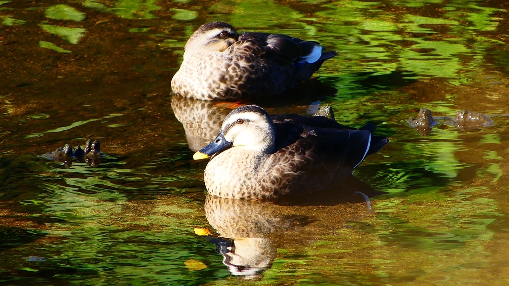 P2270069：カルガモ