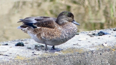 P2350138：ヨシガモ