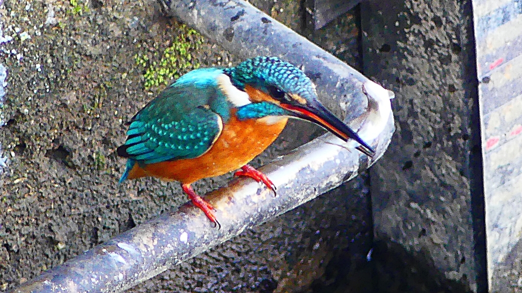 P2410418：カワセミ（オス）