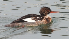 DSCN7296：ウミアイサ