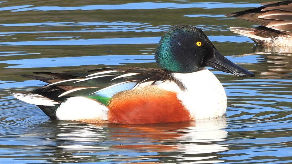 DSCN6044：ハシビロガモ