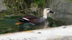 P2350085：カルガモ