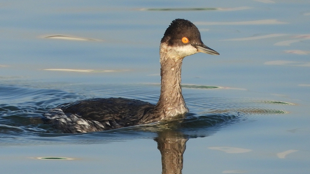 DSCN0368：ハジロカイツブリ