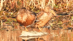 DSCN7404：ハシビロガモ（メス）