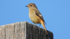 DSCN6798：ジョウビタキ（メス）