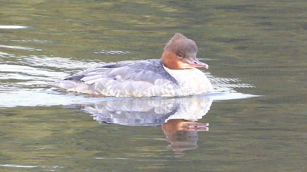 DSCN3523：カワアイサ（メス）