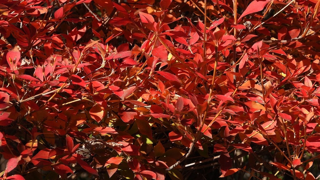 DSCN1308：ドウダンツツジ