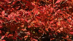 DSCN1308：ドウダンツツジ