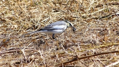 P2330423：ハクセキレイ