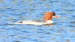 DSCN5882：カワアイサ