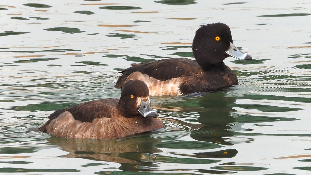 DSCN7174：キンクロハジロ