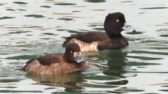 DSCN7174：キンクロハジロ