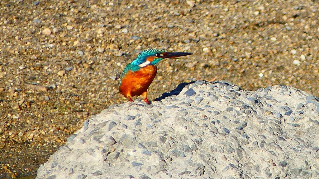 P2270059：カワセミ（メス）