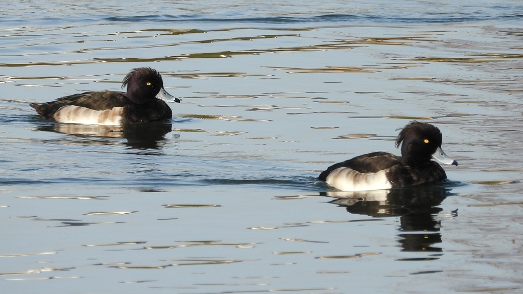 DSCN2886：キンクロハジロ（オス）